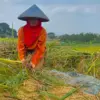 Mentan Sebut Penindakan Impor Beras Ilegal Lindungi Petani, Benarkah?