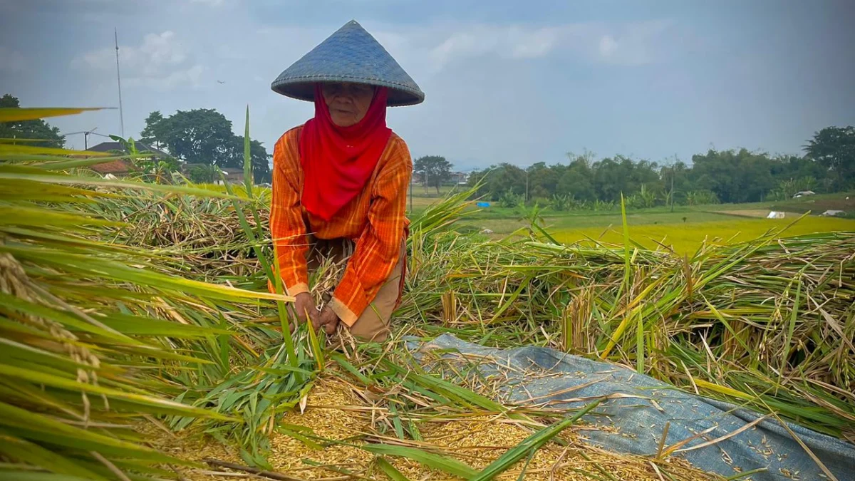 Mentan Sebut Penindakan Impor Beras Ilegal Lindungi Petani, Benarkah?