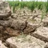 Kekeringan Melanda RI, BMKG Sebut El Nino Bukan Satu-satunya Penyebab