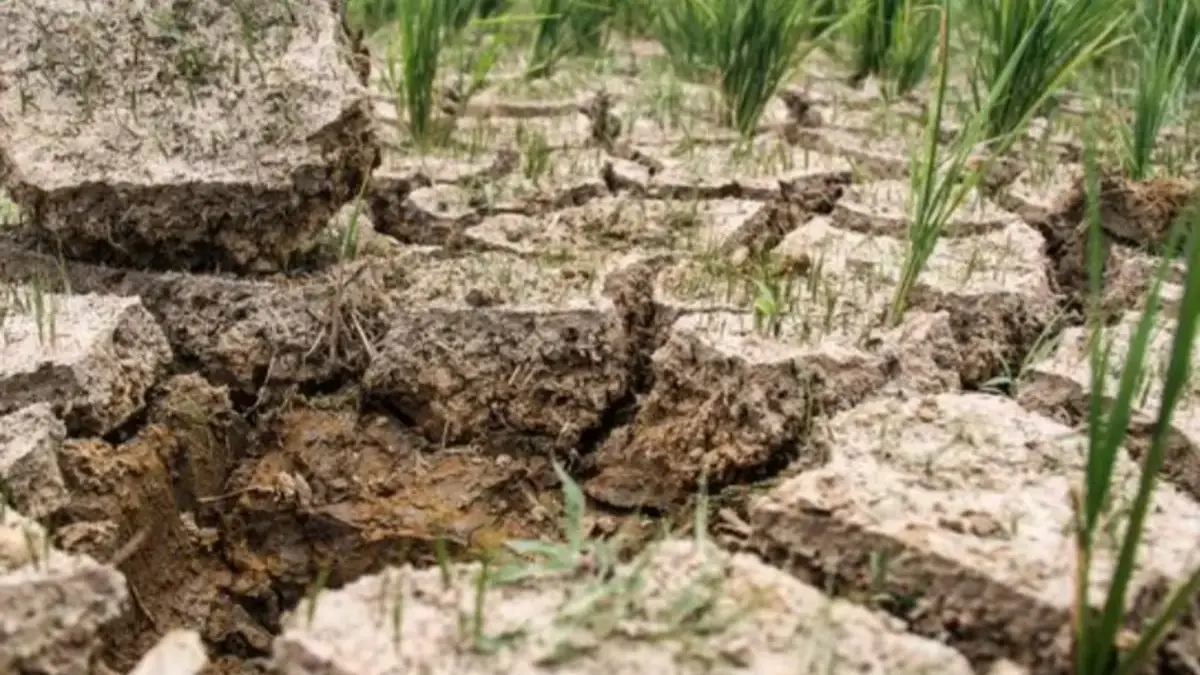 Kekeringan Melanda RI, BMKG Sebut El Nino Bukan Satu-satunya Penyebab Kekeringan Melanda RI, BMKG Sebut El Nino Bukan Satu-satunya Penyebab
