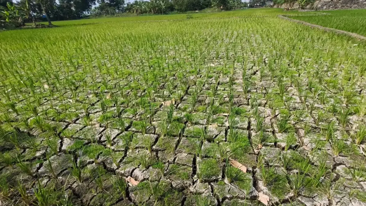 Lahan pertanian retak akibat musim kemarau pada bulan September 2026 di Kota Bandung. Foto: Dimas Rachmatsyah