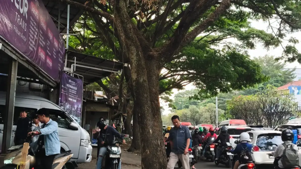 DPKP Bandung Pastikan Pengawasan Pohon Rutin, Kerusakan Kerap Terjadi di Luar Jam Kerja Warga berjalan di samping pohon di Dr, Djunjunan, Kota Bandung. Foto: Dimas Rachmatsyah/ Jabar Ekspres