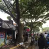 pohon