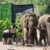 Viral! Pawang Tertimpa Gajah Saat Pertunjukan di Lembang Park & Zoo