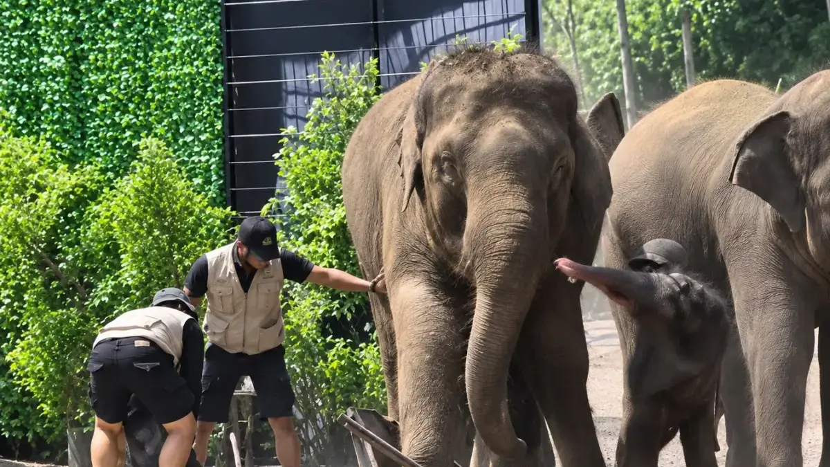Viral! Pawang Tertimpa Gajah Saat Pertunjukan di Lembang Park & Zoo