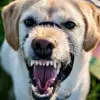 Ilustrasi: Anjing rabies. Dok Pixabay