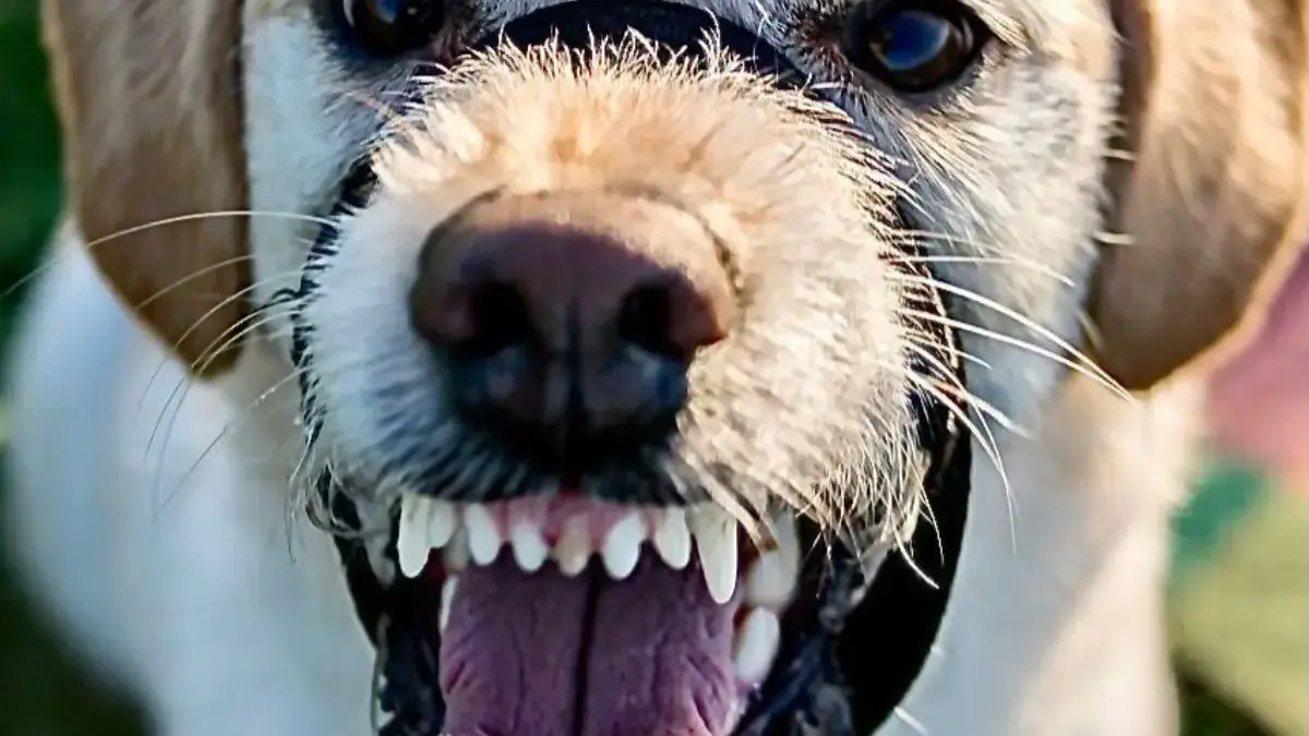 Ilustrasi: Anjing rabies. Dok Pixabay
