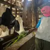 Peternak Lembang tengah memberi pakan sapi. Dok Jabar Ekspres/Suwitno