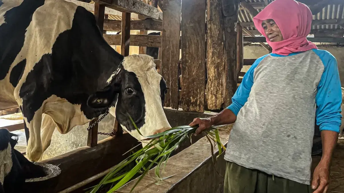 Peternak Lembang tengah memberi pakan sapi. Dok Jabar Ekspres/Suwitno