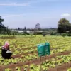 Kemarau Tekan Produksi, Harga Sayuran Bandung Barat Merangkak Naik