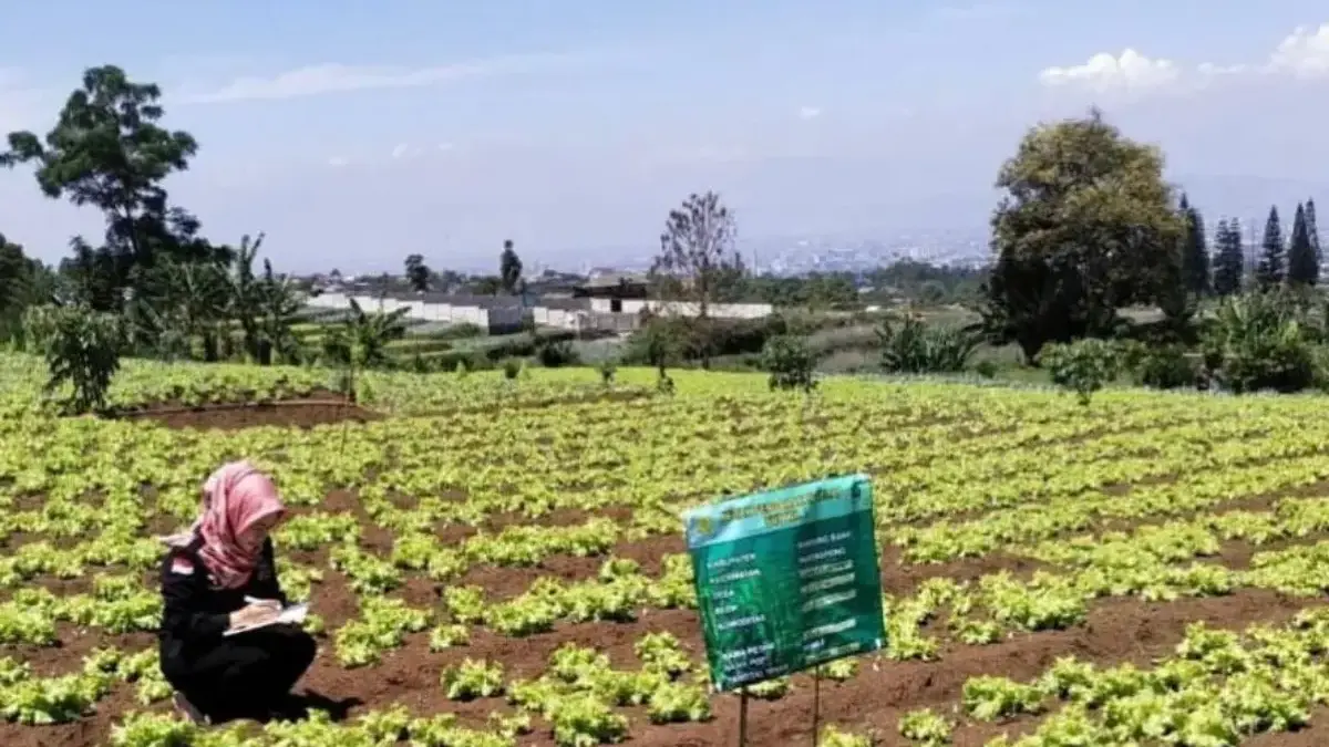 Kemarau Tekan Produksi, Harga Sayuran Bandung Barat Merangkak Naik Kemarau Tekan Produksi, Harga Sayuran Bandung Barat Merangkak Naik