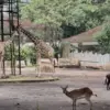 Pemkot Bandung Siapkan Peluang Kerja bagi 57 Eks Karyawan Kebun Binatang Bandung