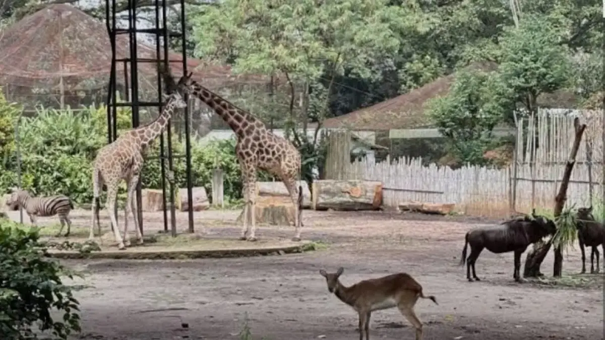 Pemkot Bandung Siapkan Peluang Kerja bagi 57 Eks Karyawan Kebun Binatang Bandung