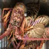 lobster