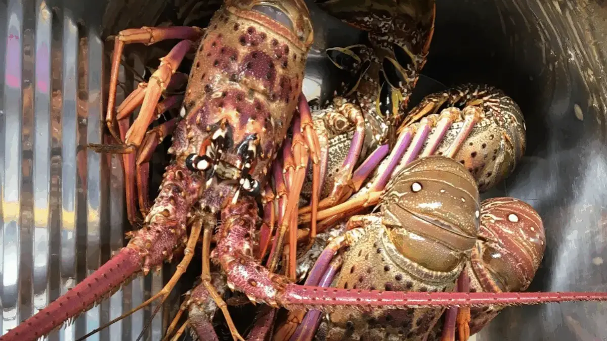 lobster