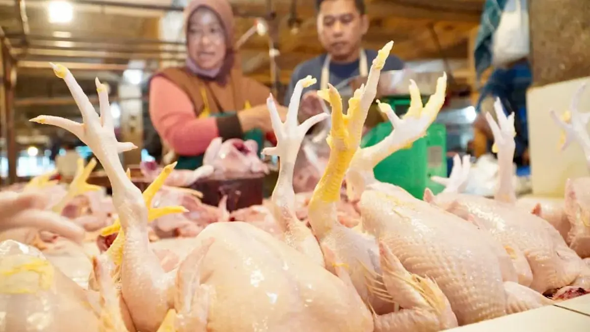 Bapanas Siapkan Subsidi Angkut untuk Redam Gejolak Harga Ayam