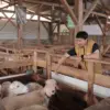 Jejak Lima Ekor Domba Garut, Saat Pembiayaan Menggerakkan Ekonomi