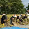 Bulog Ciamis Serap 140 Ribu Ton Gabah Kering, Lampaui Target 187 Persen