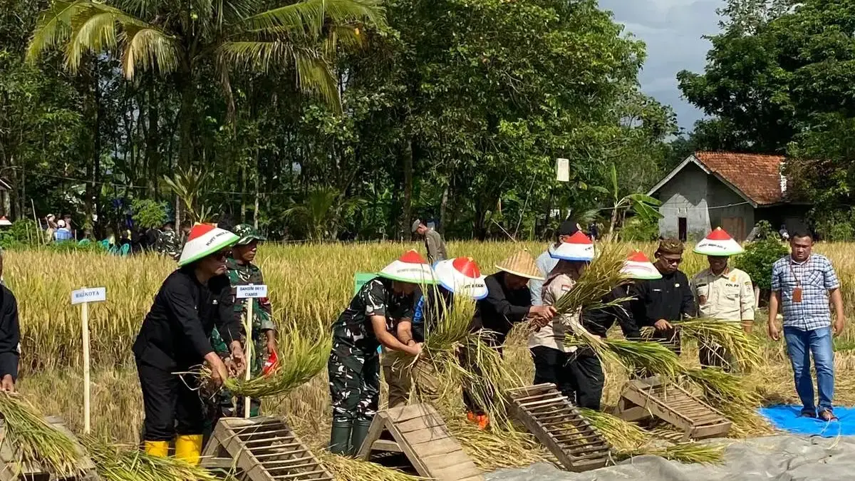 Bulog Ciamis Serap 140 Ribu Ton Gabah Kering, Lampaui Target 187 Persen