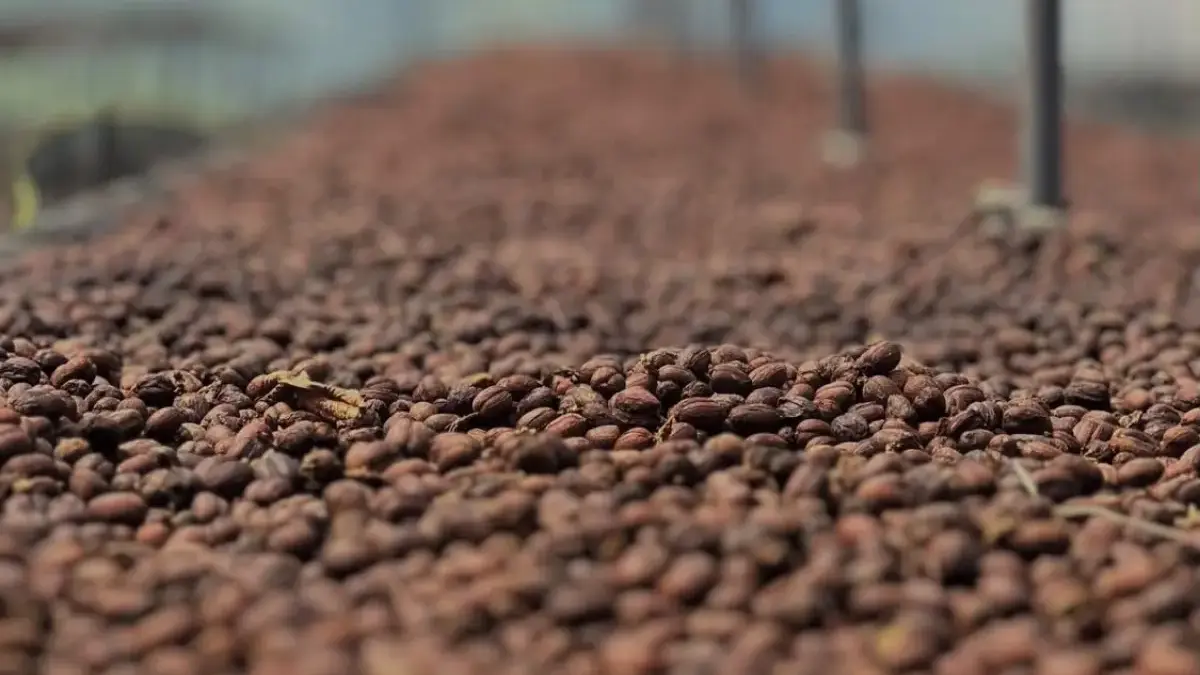 Produk kopi Tonas Coffee asal Lembang mulai menembus pasar luar negeri dan memperluas jangkauan pemasarannya h