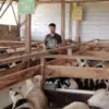 Peternak Domba Buruh Pengembangan Pasar