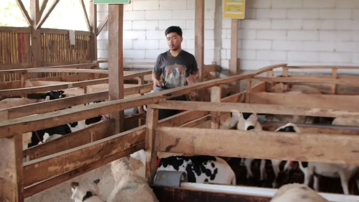Peternak Domba Buruh Pengembangan Pasar Peternak Domba Buruh Pengembangan Pasar
