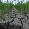 Sawah retak dan mengering saat musim kemarau di Bandung. Foto: Dimas Rachmatsyah / Jabar Ekspres