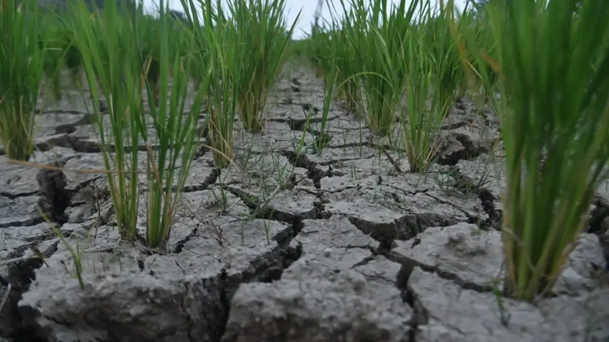 Antisipasi Kekeringan Dampak El Nino, Farhan Minta Wilayah Rawan Krisis Air di Bandung Dipetakan Sawah retak dan mengering saat musim kemarau di Bandung. Foto: Dimas Rachmatsyah / Jabar Ekspres