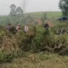 Miris! Aksi Perusakan Kebun Teh di Pangalengan Terulang Lagi