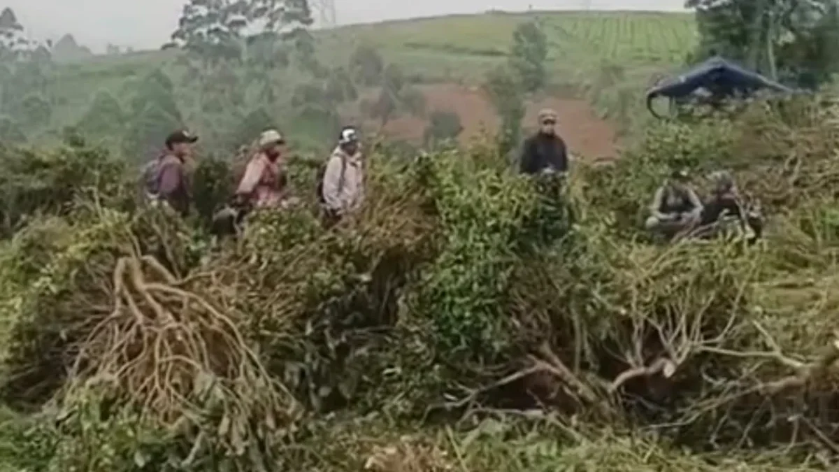 Miris! Aksi Perusakan Kebun Teh di Pangalengan Terulang Lagi