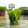 Bibit mangrove ditanam di Pulau Pramuka