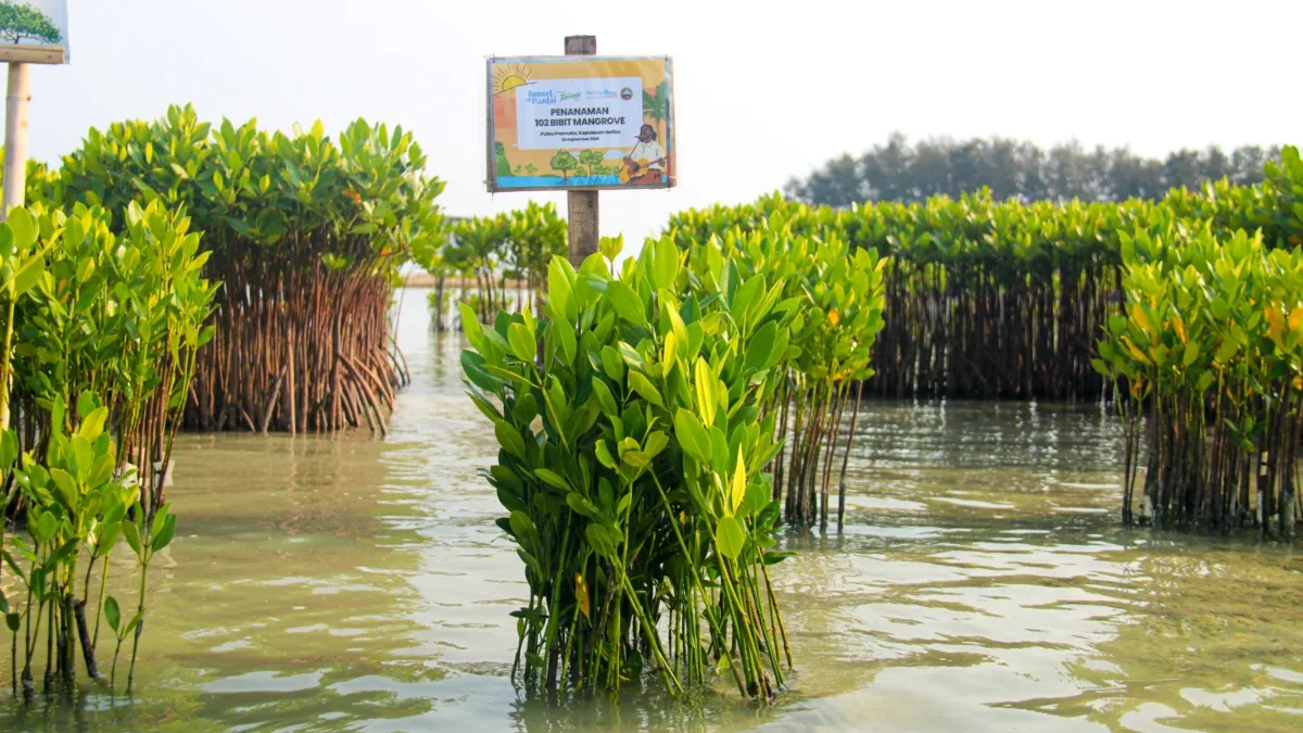 Sunset di Pantai 2026 Bawa Pesan Konservasi, 102 Bibit Mangrove Ditanam di Pulau Pramuka Bibit mangrove ditanam di Pulau Pramuka