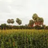 Pengembangan Energi Bakal Manfaatkan Lahan Terdegradasi, Benarkah?
