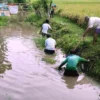 Atasi Sedimentasi, Warga Bongas Normalisasi Saluran Sekunder