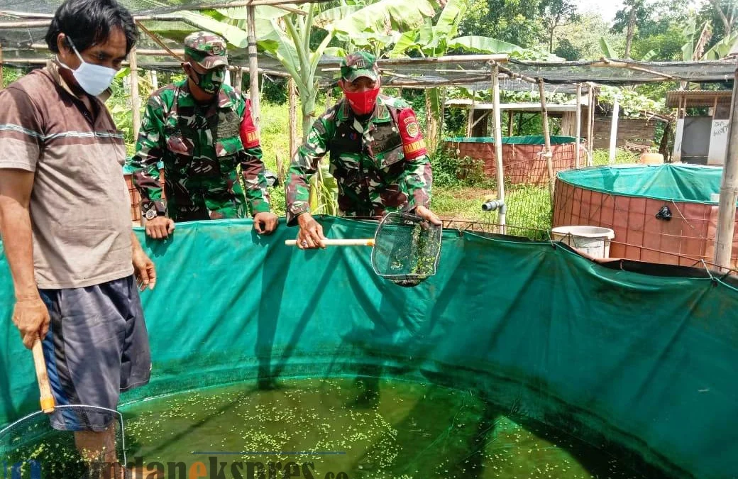 Sukses, Warga Aplikasikan Demplot BIOS 44 DC untuk Budidaya Lele Sukses, Warga Aplikasikan Demplot BIOS 44 DC untuk Budidaya Lele
