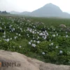 Tak Sangka, Indahnya Eceng Gondok saat Berbunga Jadi Spot Favorit Berswafoto di Jatiluhur