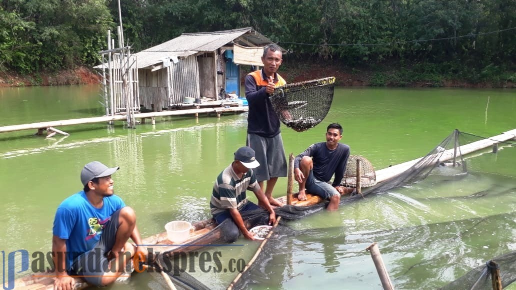 Harga Ikan Tawar Tembus Rp 27.000 Per Kilogram