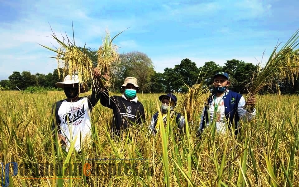 Wagub Uu Panen Raya Padi di Kabupaten Cirebon