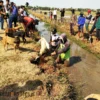 Petani Susah Beli Pupuk, Realisasi Kartu Tani Tak Jelas