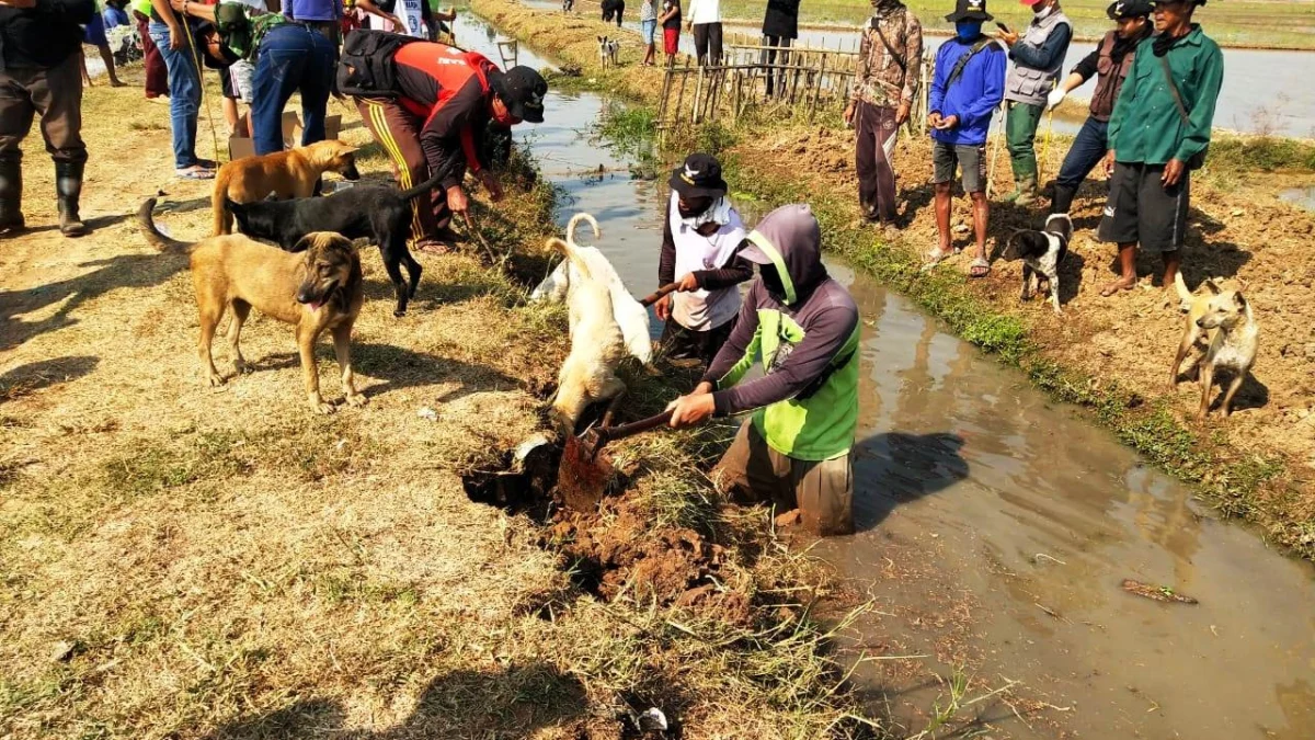 Petani Susah Beli Pupuk, Realisasi Kartu Tani Tak Jelas