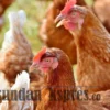Covid-19 Belum Usai, Jerman Temukan Flu Burung Jenis H5N8