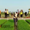 Produksi Padi Tidak Terpengaruh Covid-19, Targetkan 1,3 Juta Ton Gabah