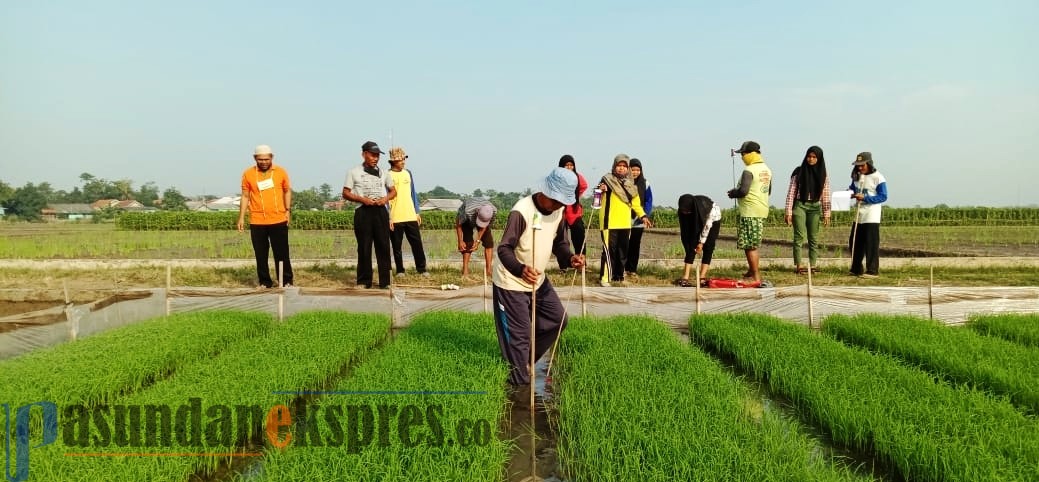 Produksi Padi Tidak Terpengaruh Covid-19, Targetkan 1,3 Juta Ton Gabah Produksi Padi Tidak Terpengaruh Covid-19, Targetkan 1,3 Juta Ton Gabah