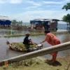 Gunakan Perahu Panen Ratusan Hektar Sawah Terendam