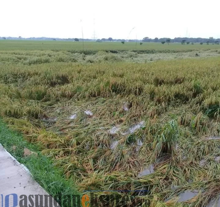 400 Hektare Sawah Siap Panen Terendam