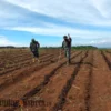 Kodim 0619 Purwakarta Kembangkan Demplot Jagung Manis
