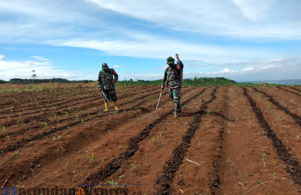 Kodim 0619 Purwakarta Kembangkan Demplot Jagung Manis Kodim 0619 Purwakarta Kembangkan Demplot Jagung Manis