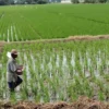 Tahun Depan, Pembelian Pupuk Dibatasi 225 Kg per Hektare