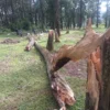Perhutani Mitigasi Pohon Rawan Tumbang