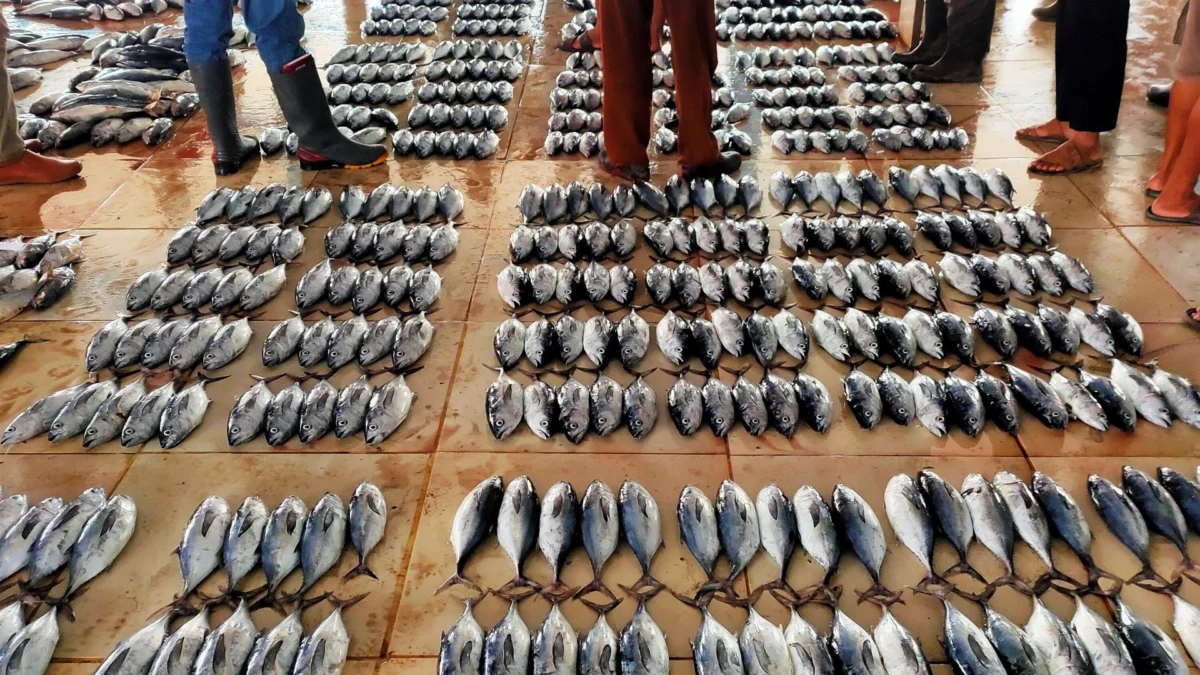 Produksi Ikan Laut di Subang Capai 50 Ton Per Hari
